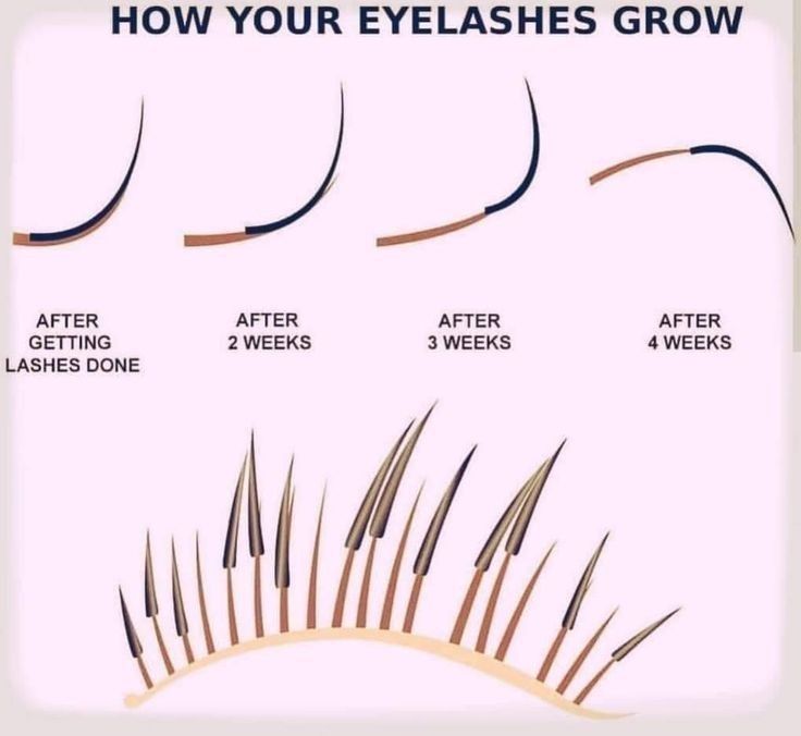 how your eyelashes grow