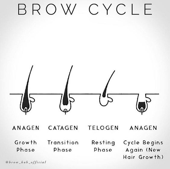 lash growth cycle